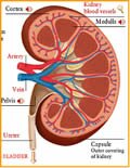 Picture of Kidney